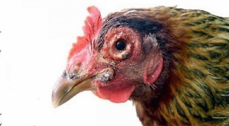 Nguyên nhân gây ra bệnh nấm ở gà chọi là gì?