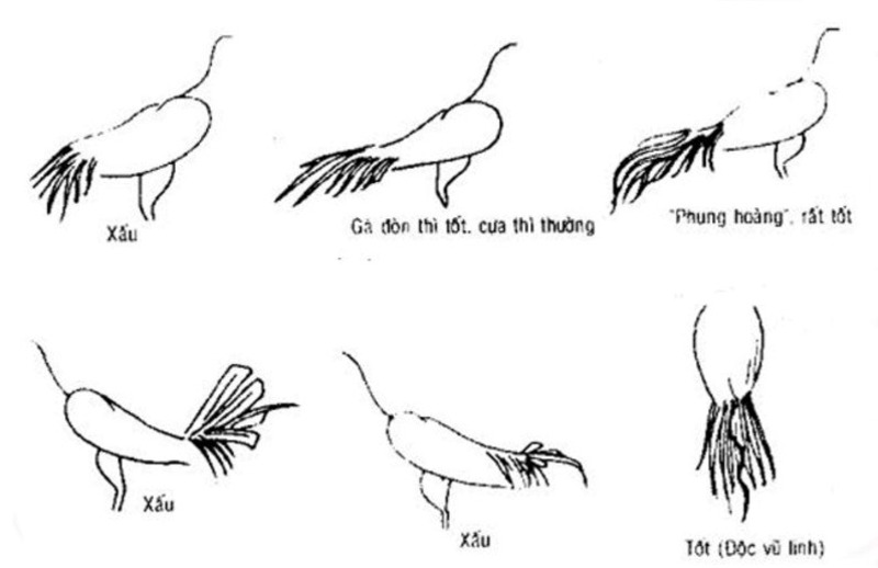 Một số loại đuôi gà chọi