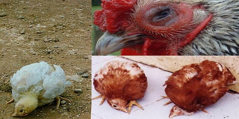 Tìm hiểu về nguyên nhân gà bị nhiễm virus Newcastle