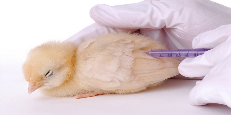 Thương hàn là căn bệnh do loại vi khuẩn Salmonella gallinarum pullorum gây nên