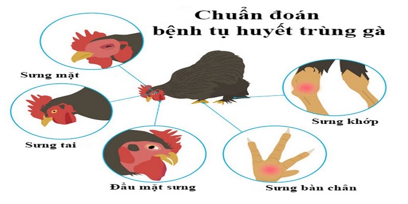 Chẩn đoán triệu chứng bệnh tụ huyết trùng ở loài gà