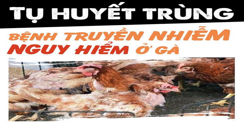 Tụ huyết trùng- căn bệnh truyền nhiễm nguy hiểm ở gà