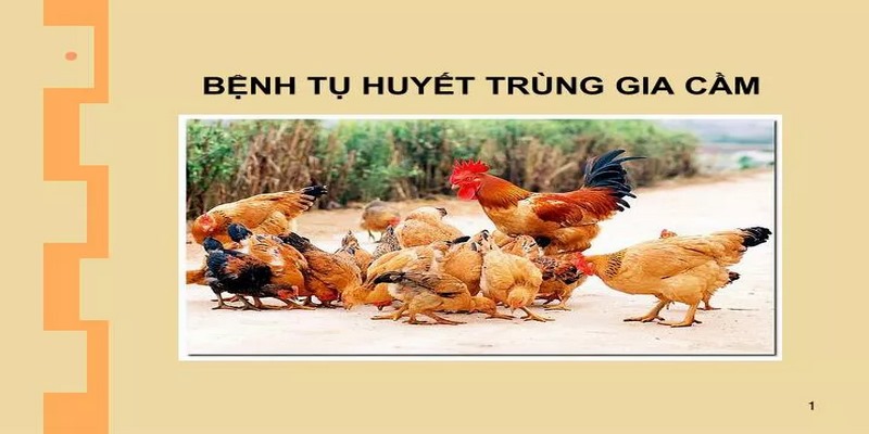 Hướng điều trị bệnh tụ huyết trùng ở gà