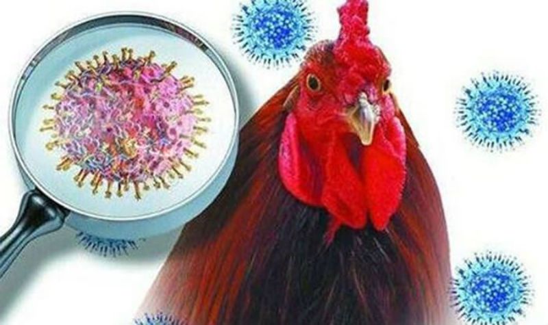 Các bệnh thường gặp ở gà - Bệnh cúm gà (Avian Influenza)
