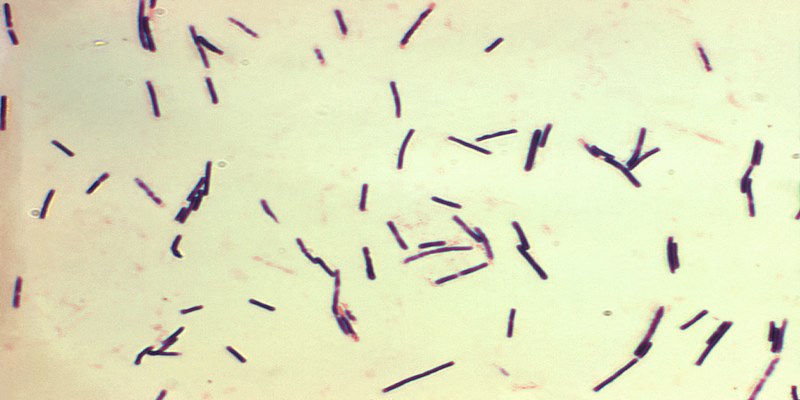 Vi khuẩn Clostridium perfringens gây ra viêm đường ruột và tiêu chảy