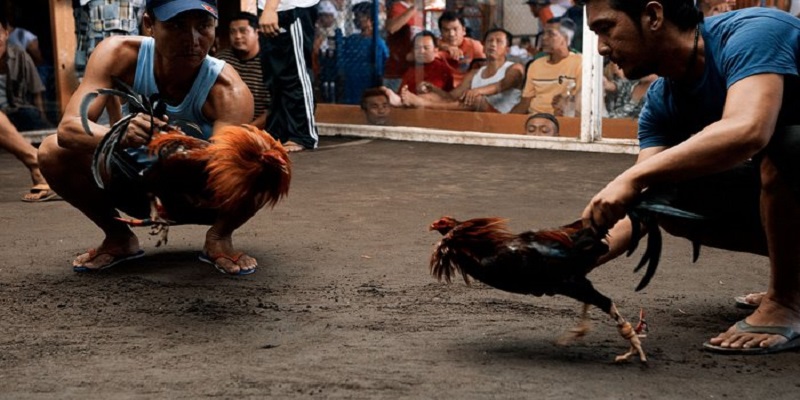 Một số lý do giải thích tại sao anh em ưa chuộng đá gà